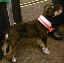 Wearing my tux collar at the Annie Awards