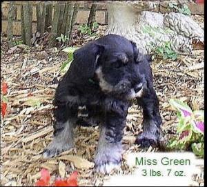 Me, 6 weeks . I was originally called Miss Green at the breeder's because I was the one who wore a green collar.