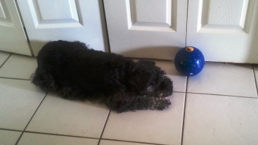 Tired Lei with treat ball