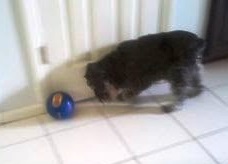 Lexi with treat ball
