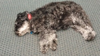 Guarding Mom's downtown office.