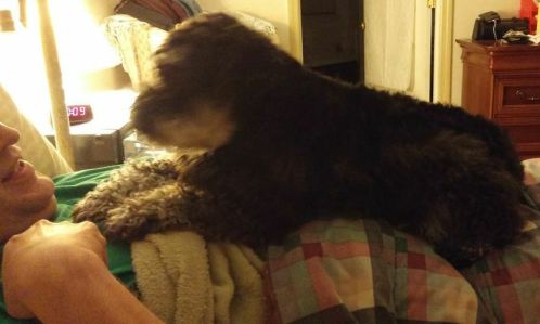 If he stops, resume the down position and stare intently at him.