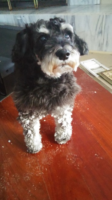 snowy lexi