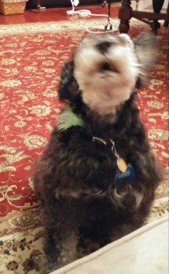 Mommy, let me explain!