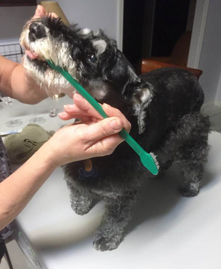 Lexi teeth brush 3