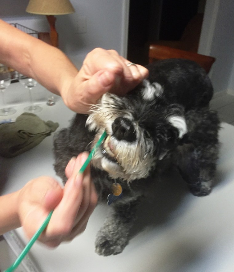 Lexi teeth brush 4