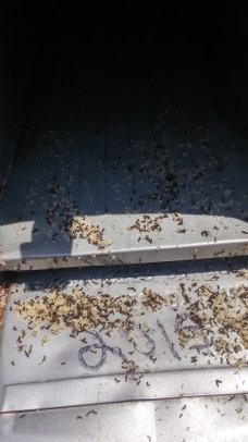 mailbox ants