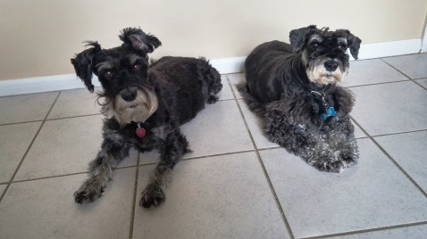 Piper and Lexi Memorial Day