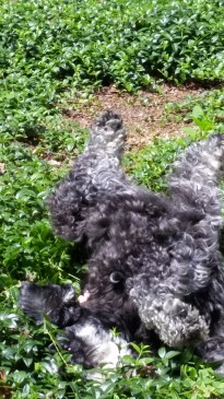 Ahhh, rolling around in the English ivy feels so good.