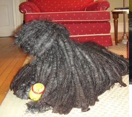 This is Bud. He's a Puli. He lives at Daddy's old house.. I'm still wondering if he is really a dog.
