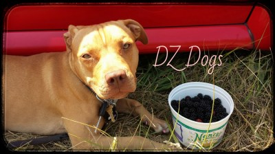 Ziva the pit
