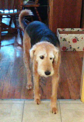 Paiana, pre-groom