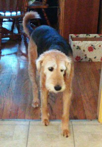 Paiana, pre-groom