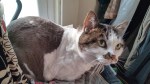 Claud the naked cat