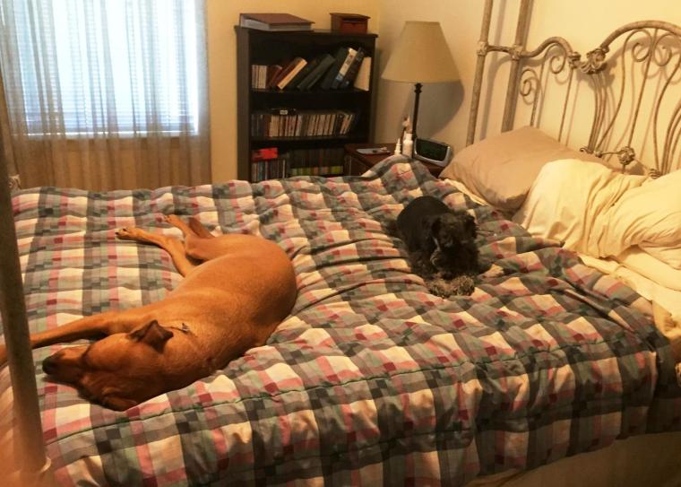 Riley on MY bed. I am praying for deliverance.