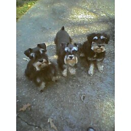 L to R Me-Piper-Marley