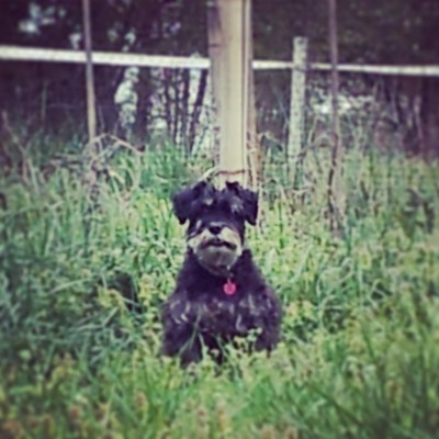 Piper sitting in grass