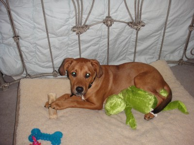 Six month old Riley with his new toys.