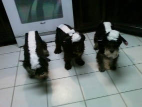 L to R Me, Milo, Piper on Halloween 2011
