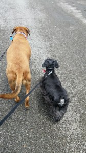 A smarter way to walk.