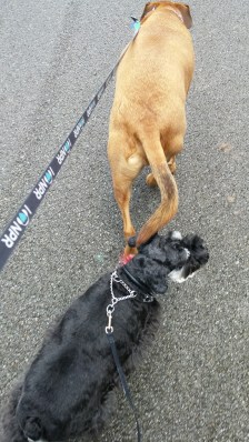 Me getting whacked with Riley's tail