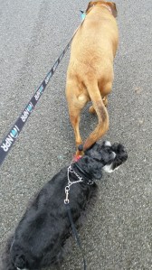 Me getting whacked with Riley's tail