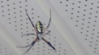 Unidentified, scary spider