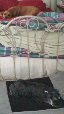 Can you find us? Hint: red dog on red sheets; black and gray dog on black and gray bed.