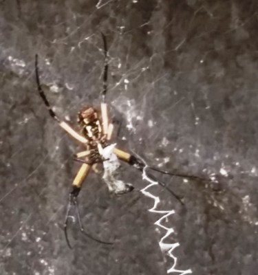 This is Charlotte's underside. I think she was busy sucking the juice out of something.