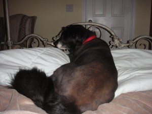 Ivy in our bed