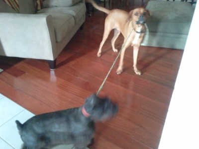 Me and Milo practicing our Freestyle.
