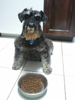 This is a picture of how I feel about dry food sans topping.