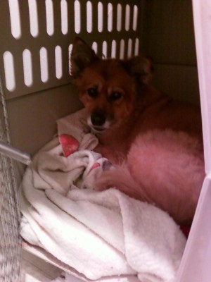 Lily in my kennel