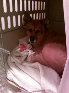 Lily in my kennel