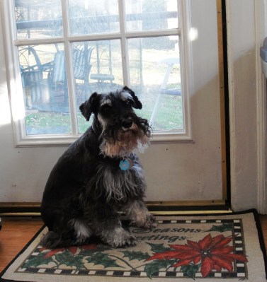 I would go out the back door into the great big fenced yard. My screen house was out there too, and I could duck under the screening if I wanted to be inside it. 