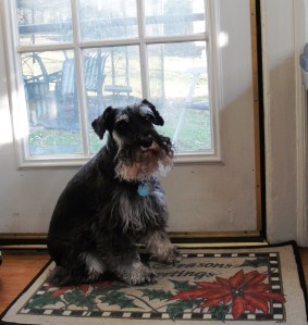 I would go out the back door into the great big fenced yard. My screen house was out there too, and I could duck under the screening if I wanted to be inside it. 