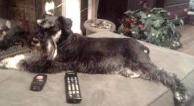 On cold winter nights I would lay on the ottoman in front of the fireplace. Mom used to say it was the most expensive dog bed she ever bought.