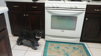 I hang out a lot in the kitchen . I am a good helper.