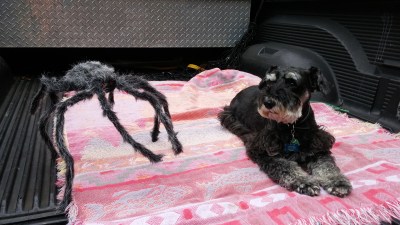At first I wasn't too sure about this spider next to me. Hoping I wouldn't end up wearing it.