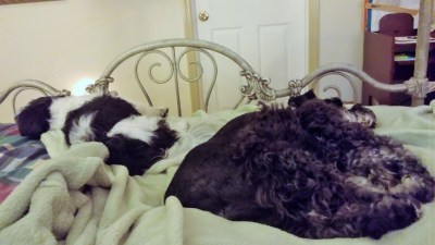 Sharing the bed