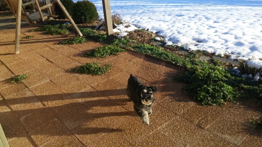 I am coming in from where I go out to potty. I can smell where the herd of deer ran through the front yard.