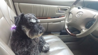 Can someone work the pedals for me?