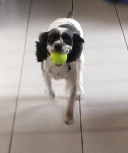 Bogie had a ball!