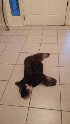 Anywhere but where Bogie is.