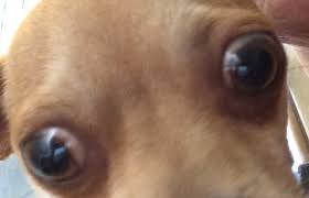 bigdogeyes 2