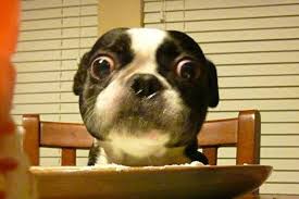 bigdogeyes3