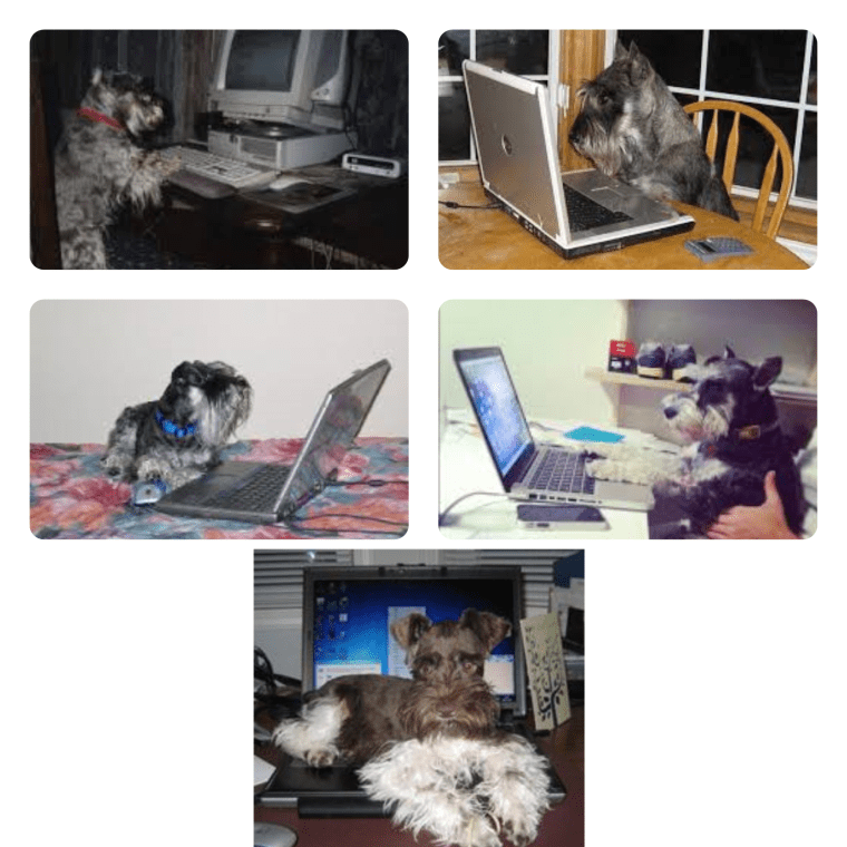 The schnauzer team is working hard on this. No, no, not ON the computer!