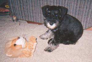 My first toy in my new home