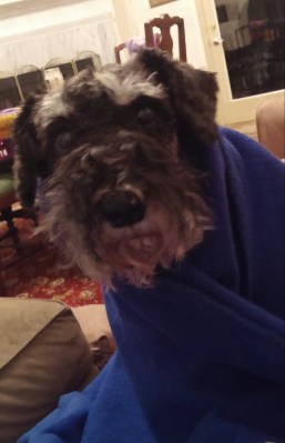 Lexi after bath