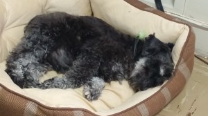 Zzzzzzzz